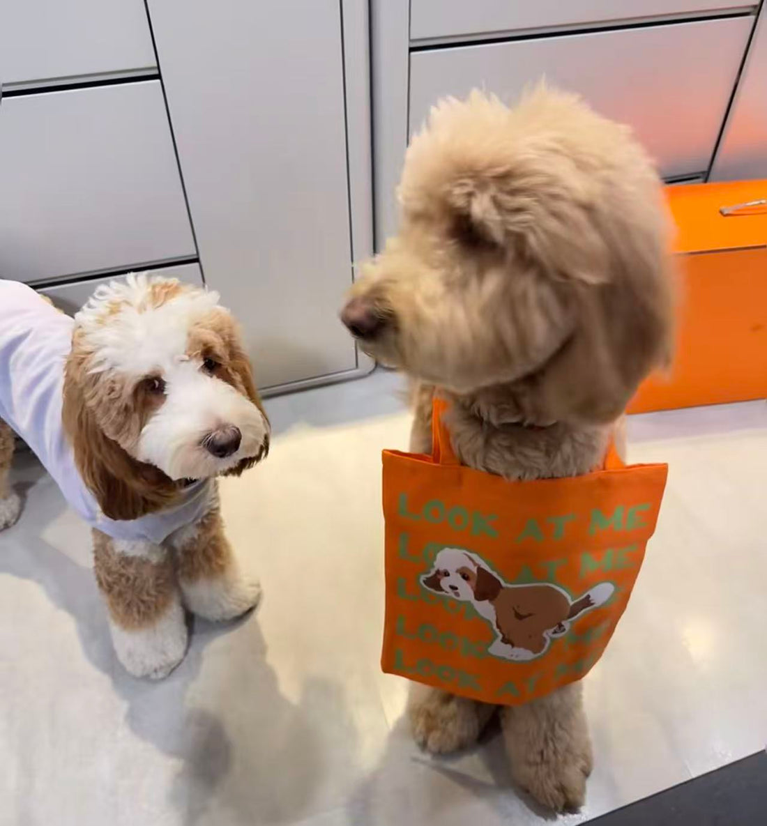 The Secret Behind TikTok Pet Portraits on Canvas: Automated Apps vs. Premium Craftsmanship  HTML