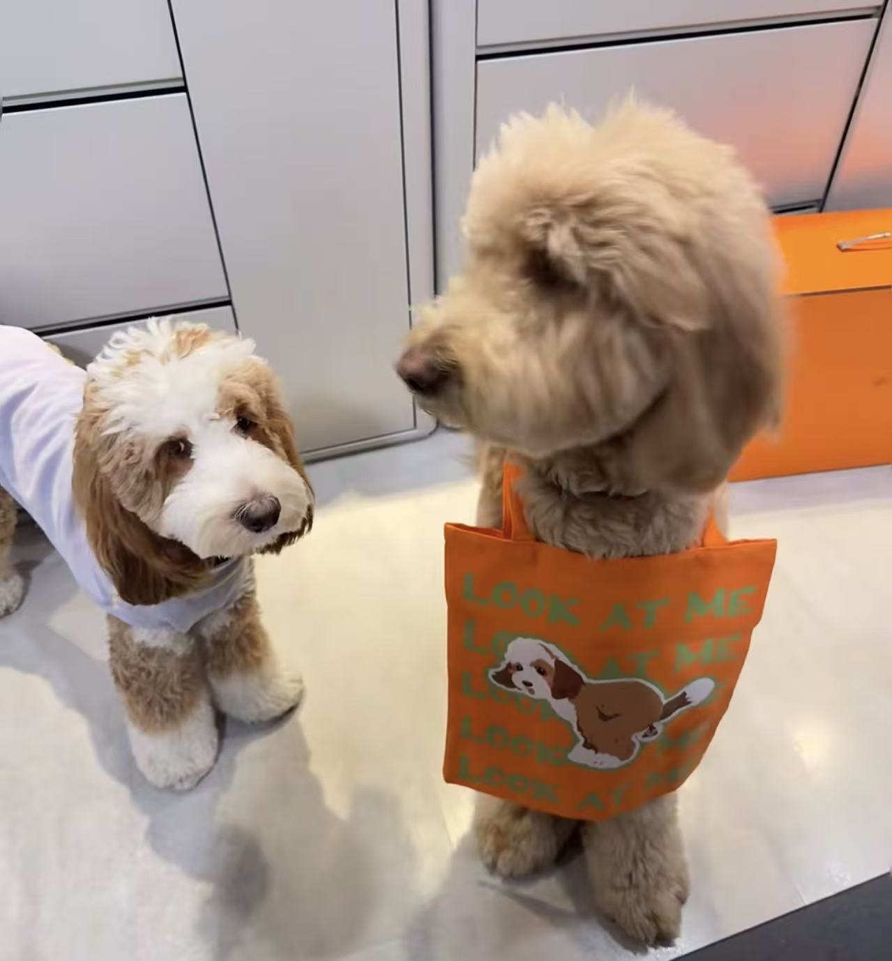 The Secret Behind TikTok Pet Portraits on Canvas: Automated Apps vs. Premium Craftsmanship  HTML